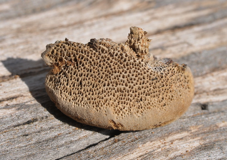 Aphyllophorales corso